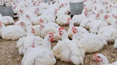 بورصة الدواجن مرتفعة.... وأسعار الفراخ والبط والحمام على خريطة جديدة في الإسكندرية 