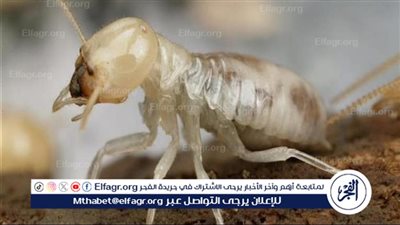 اكتشاف تاريخي.. تفاصيل توصل عالم مصري لتقنية تزيل السموم بخمائر أمعاء النمل الأبيض