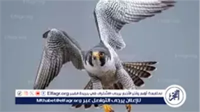 عاجل- إنقاذ صقر الحلزون الأسطورة.. أسرع طائر على كوكب الأرض