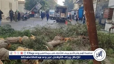 سقوط شجرة أمام مدرسة الأقباط وتحويل الطريق وميل عامودين إنارة ببني سويف
