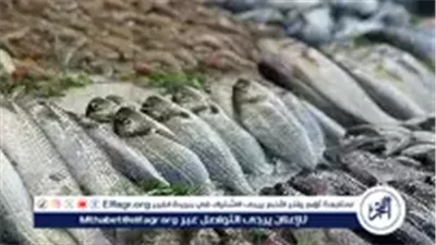 عاجل- تخفيضات على الأسماك والجمبري بمنافذ وزارة التموين خلال أعياد الكريسماس 2025