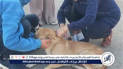 بيطري الإسماعيلية يتابع حملاته المكثفة لتحصين الكلاب الحرة ضد مرض السعار