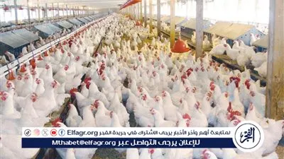 أسعار الفراخ والبيض اليوم الثلاثاء 6 يناير 2026 فى الأقصر