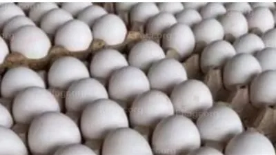 سعر كرتونه البيض اليوم الثلاثاء 6يناير 2026 فى الإسكندرية