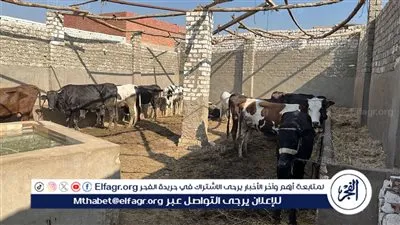 زراعة الفيوم: إدارة الإنتاج الحيواني تواصل أعمال المعاينات والتراخيص بالمراكز