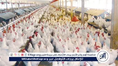 أسعار الفراخ البيضاء اليوم الخميس 8-1-2026 في الأقصر