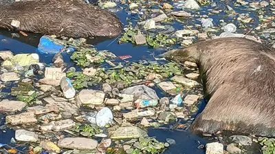 محافظ القليوبية يوجّه برفع حيوانات نافقة من مصرف بالقناطر الخيرية