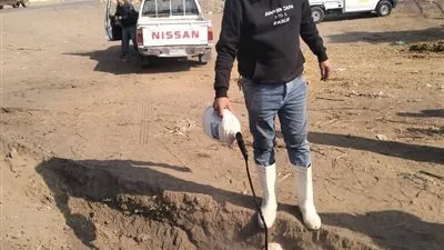 قبل طرحها للبيع.. إعدام نصف جاموسة غير صالحة للاستهلاك الآدمي داخل مجزر قها