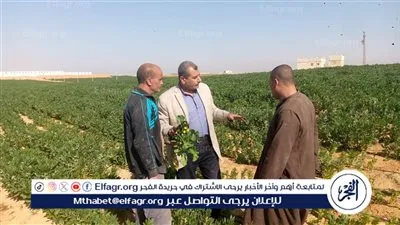 وكيل وزارة الزراعة بأسيوط يتفقد المحاصيل الشتوية بالقوصية
