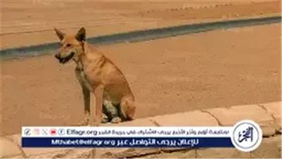 عاجل- الكلب البلدي المصري يحقق شهرة عالمية.. حراسة في سويسرا واستخدامات طبية في أمريكا