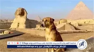 عاجل- 12 مليون كلب ضال في شوارع مصر.. الحكومة تتبنى استراتيجية علمية للتحكم بالظاهرة