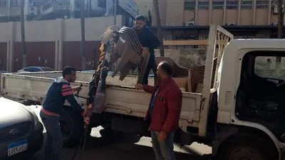 حملة مكبرة بحي وسط في الإسكندرية تسفر عن فرض غرامة مالية قدرها 45 ألف جنية