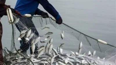 ورشة عمل لتعزيز إدارة مصايد الأسماك بعروس البحر المتوسط