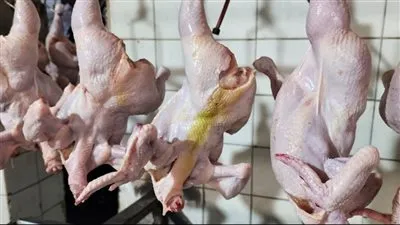 بيطري الشرقية يضبط أكثر من 36 طن دواجن غير صالحة للإستهلاك الآدمي في بلبيس