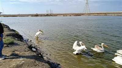 منال عوض تعلن استقبال ورعاية مركز أشتوم الجميل ١٠ بجعات 