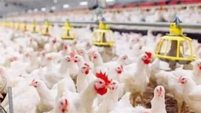 ارتفاع جديد.. أسعار الدواجن التسمين والساسو والطيور في أسواق الإسكندرية اليوم 