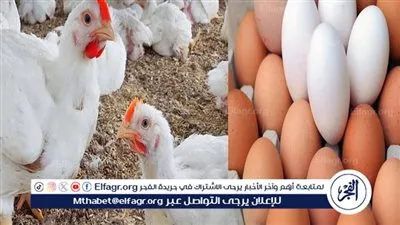 أسعار الفراخ والبيض اليوم الأربعاء 11-2-2026 في الأقصر