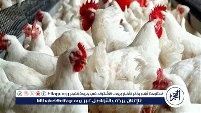 ارتفاع جديد فى اسعار الفراخ البيضا اليوم الأربعاء 11 فبراير 2026.. في المزارع واسواق المنيا 