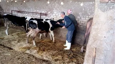 محافظ الدقهلية: تحصين 198 ألف رأس ماشية بالحملة الاستثنائية ضد الحمى القلاعية والوادي المتصدع