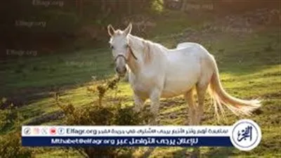 تفسير حلم الحصان.. بين رموز الحرية والقوة ورسائل التحذير الخفية