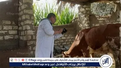 بيطري المنيا: تحصين 102 ألفًا و386 رأس ماشية ضمن الحملة الاستثنائية ضد الحمى القلاعية