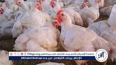 اسعار الدواجن اليوم الأربعاء 18فبراير 2026 فى المنيا 