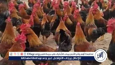 اسعار الفراخ البيضا والبلدى اليوم الجمعه 6مارس 2026 فى المنيا 