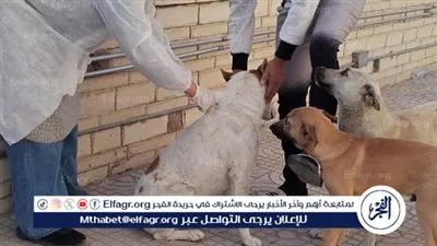 بيطري الإسماعيلية يتابع حملاته المكثفة لتحصين الكلاب الحرة ضد مرض السعار