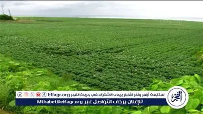 عاجل ـ الزراعة تعلن الطوارئ لمواجهة موجة الطقس وتحذر المزارعين بـ5 إجراءات عاجلة لحماية المحاصيل