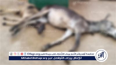 صاعقة كهربائية تودي بحياة ماشية وتنقذ فلاحًا بأعجوبة في طامية بالفيوم