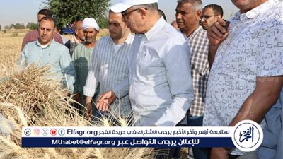 المنيا تتخطى المستهدف في القمح بزيادة 16 ألف فدان