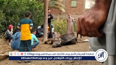 الطقس السيئ يواصل خسائره في الفيوم.. نفوق جاموسة صعقًا بالكهرباء بطامية