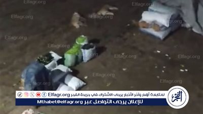 كلب يدفع الثمن.. صعق كهربائي ينهي حياته بعد سقوط عمود إنارة في بني سويف