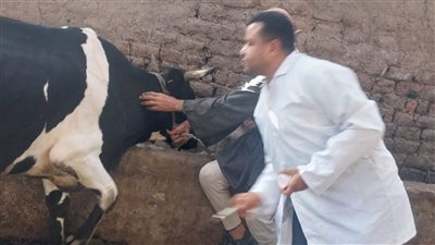 تحصين 25 ألف و753 رأس ماشية ضمن الحملة القومية ضد الجلد العقدي وجدري الأغنام بقنا