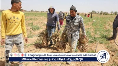 حصاد وفير للثوم بالمنيا على 18 ألف فدان.. ودعم متكامل للمزارعين والعمال في أبوقرقاص