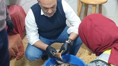 ضبط كميات كبيرة من الأسماك المملحة غير الصالحة ببنها خلال حملات رقابية استعدادًا لشم النسيم