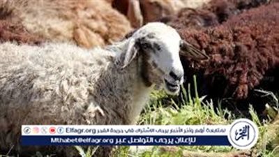 لأول مرة في مصر.. تقسيط صك الأضحية 6 شهور دون فوائد عبر «مصر الرقمية» بقرار من الأوقاف