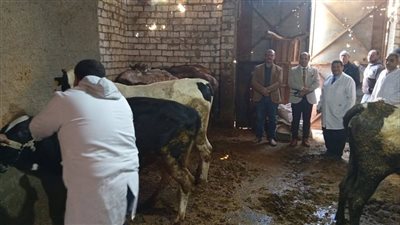 محافظ الدقهلية: تحصين 150 ألف رأس في الحملة القومية ضد مرض الجلد العقدى في الأبقار وجدرى الضأن