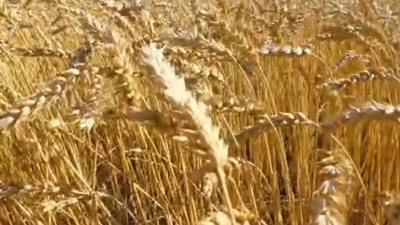  2500 جنيه للأردب.. بني سويف تدفع بقوة في معركة توريد القمح وتعزيز الأمن القومي