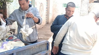  ضبط 700 كجم دواجن فاسدة وتروسيكل مخالف.. حملة تموينية تكشف كميات من السلع مجهولة المصدر بالواسطى بني سويف 