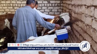  تحصين 186 ألفًا و251 رأس ماشية ضمن الحملة الاستثنائية ضد الحمى القلاعية