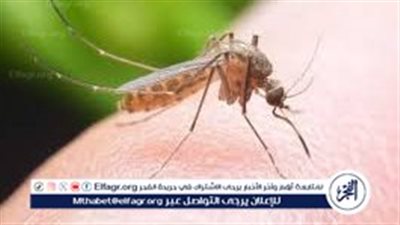 3 حلول طبيعية لطرد الناموس من المنزل.. آمنة للأطفال وصديقة للبيئة