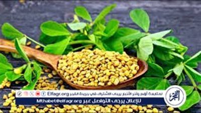 ماء الحلبة المنقوع أم المغلي.. أيهما أفضل لمرضى السكري؟