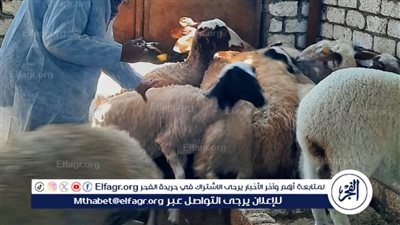 بيطري الإسماعيلية: استمرار فعاليات الحملة القومية للتحصين ضد مرض الجلد العقدي وجدري الأغنام