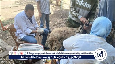 محافظ أسيوط: تسليم 132 رأس أغنام وماعز لـ61 أسرة بالقوصية 