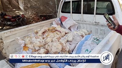 ضبط 200 دجاجة نافقة وغير صالحة للأستهلاك الآدمي قبل بيعها بالفيوم 