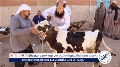 محافظ أسيوط: علاج 4،118 رأس ماشية مجانًا خلال أسبوع 
