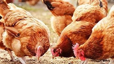سعر الدواجن اليوم السبت في الأسواق