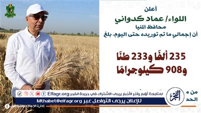 المنيا تواصل استقبال الذهب الأصفر.. وتوريد 235 ألف طن قمح حتى الآن