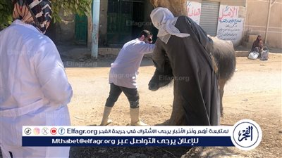 الفيوم: تحصين 29486 رأس ماشية من الأغنام والماعز ضد مرض جدري الضأن
